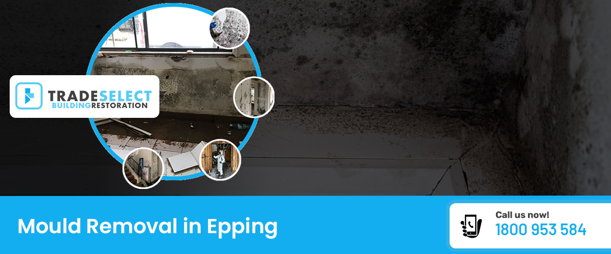 Trade Select|Mould Removal Epping