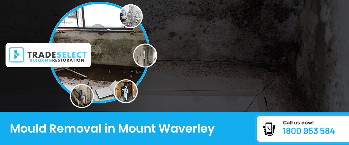 Trade Select|Mould Removal Mount Waverley