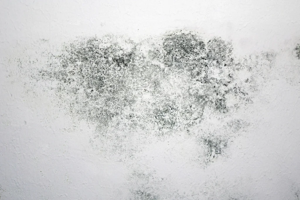 Black mould patches spreading across a painted interior wall, showing moisture damage and surface contamination
