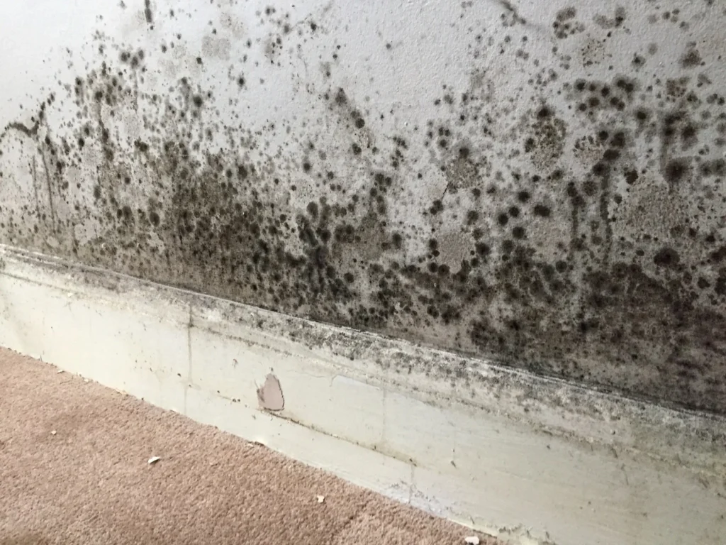 Black mould growth spreading across a damp interior wall above the skirting board, with visible moisture damage and staining along the lower surface.