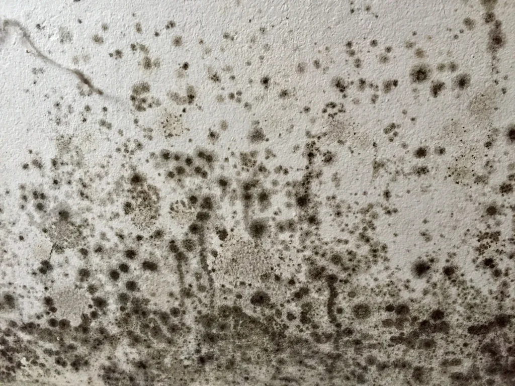 Mould growth on an interior wall for mould inspection and moisture damage assessment.
