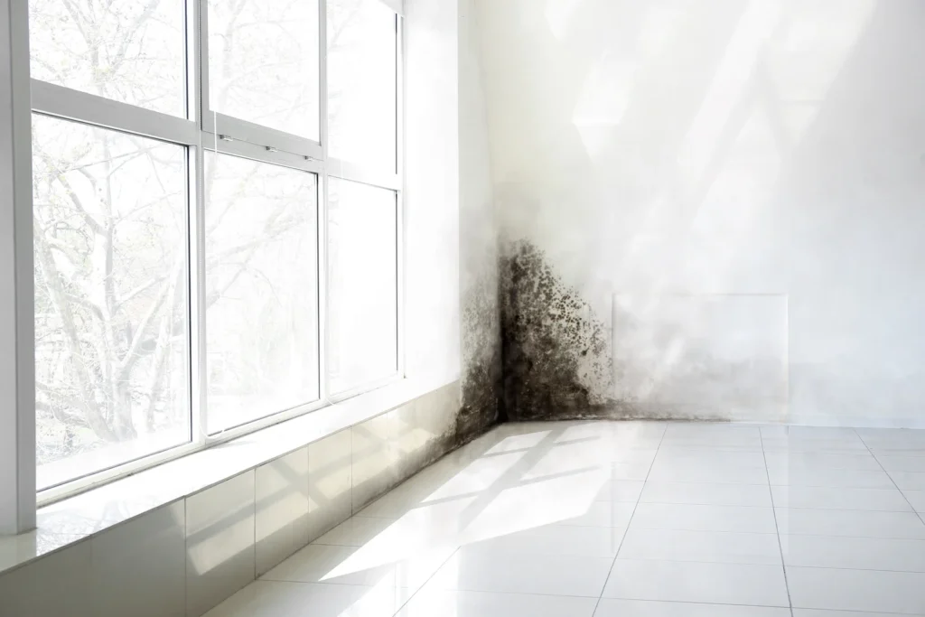 Black Mould Infestation in white walls of residential home