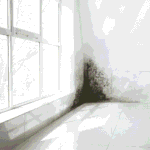 Trade Select | Black Mould Removal Bayswater for Fast Assessment and Safe Removal Black Mould Removal Bayswater