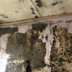 Trade Select | Commercial Mould Remediation for Offices, Schools and Strata Buildings mould remediation