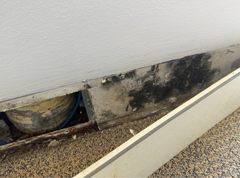 Adelaide expert mould removal for damp walls and mould affected surfaces