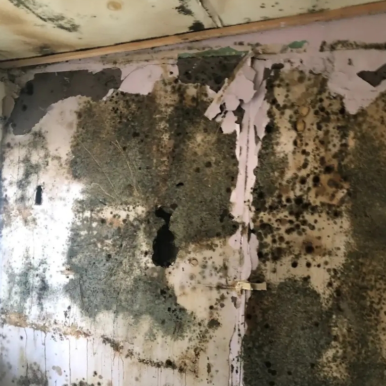 Adelaide professional mould removal for heavily affected walls and damp surfaces