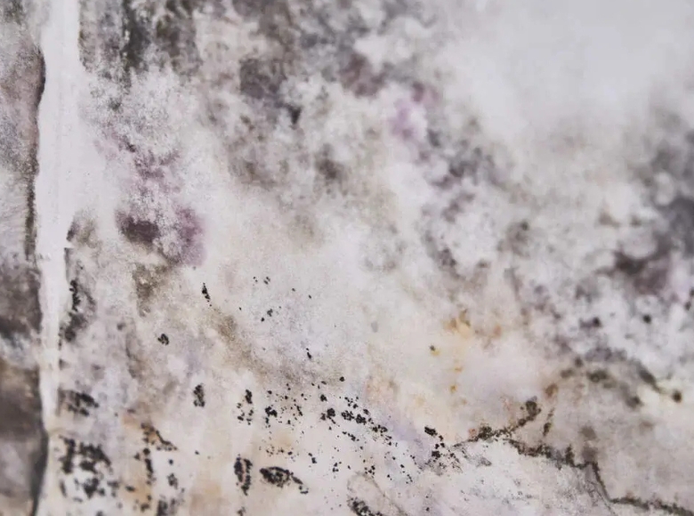 Professional mould removal in Sydney East Eastern Beaches for damp wall corners