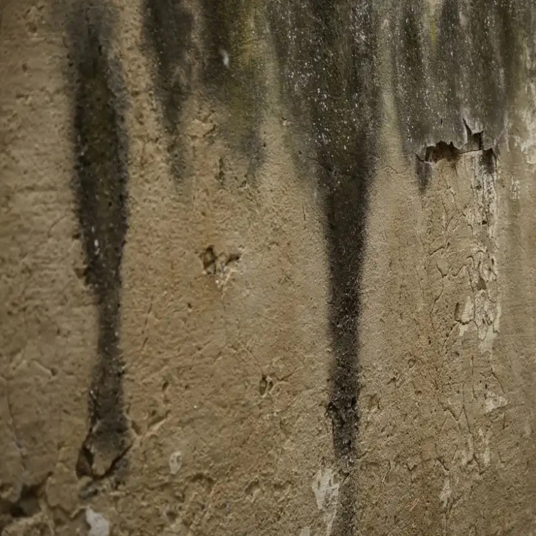 Brisbane Metro North expert mould removal for mould affected surfaces