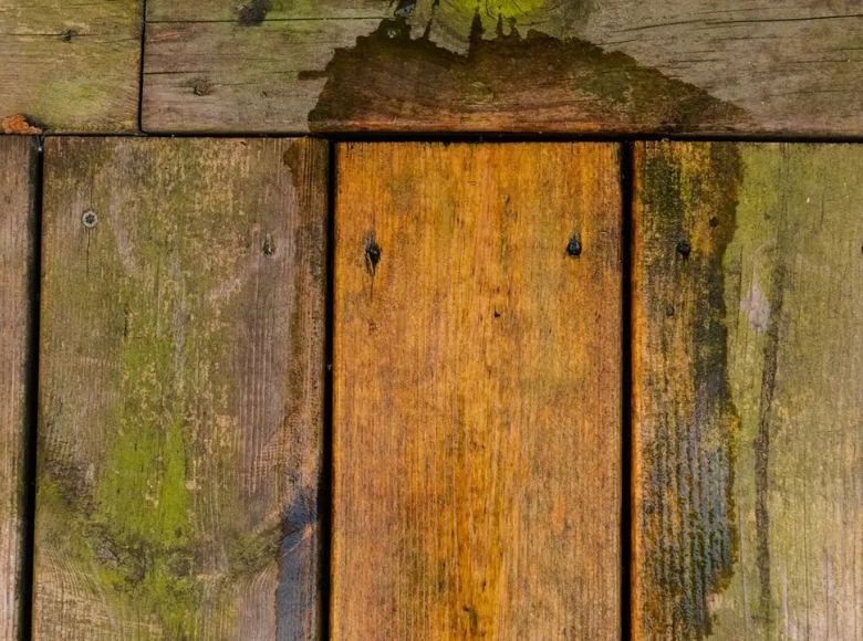 Canberra North expert mould removal for damp timber surfaces affected by mould