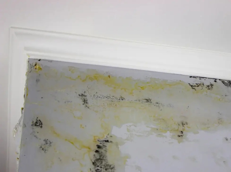 Canberra South expert mould removal for wall mould caused by moisture damage