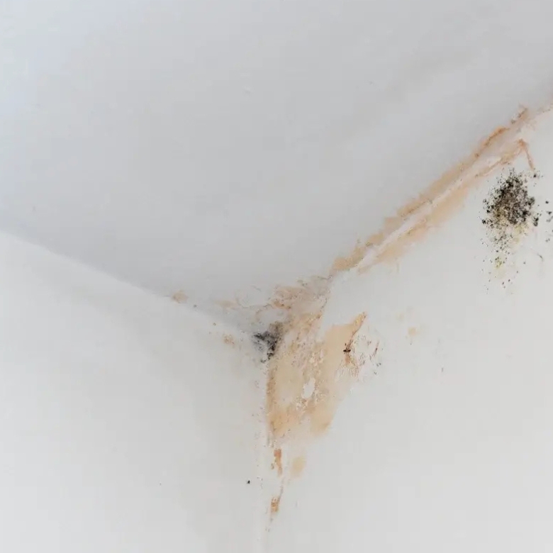 Canberra South professional mould removal for mould growth caused by damp ceilings