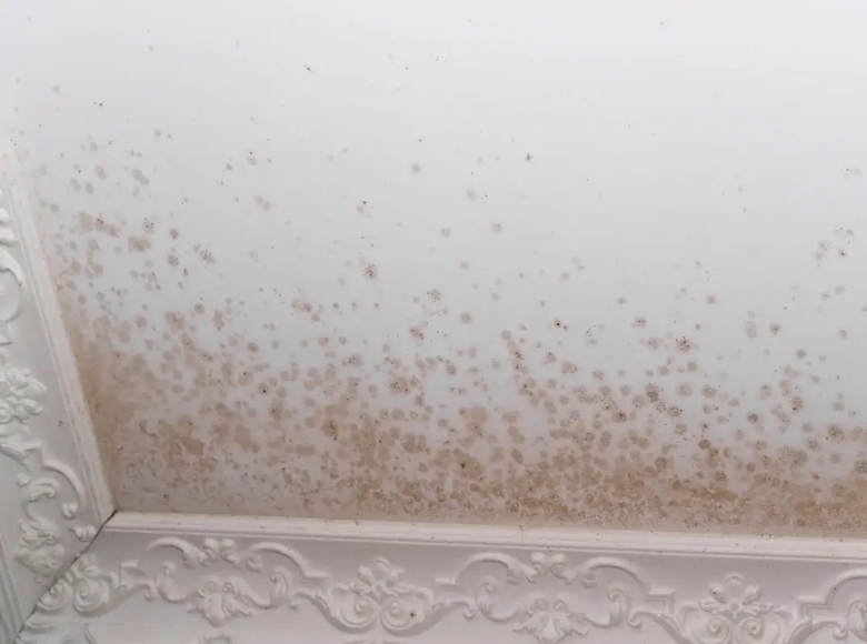 Professional mould treatment for mould affected areas on the Gold Coast