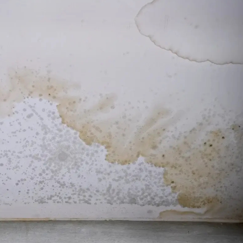 Professional mould removal in Hobart Huon for damp stained walls