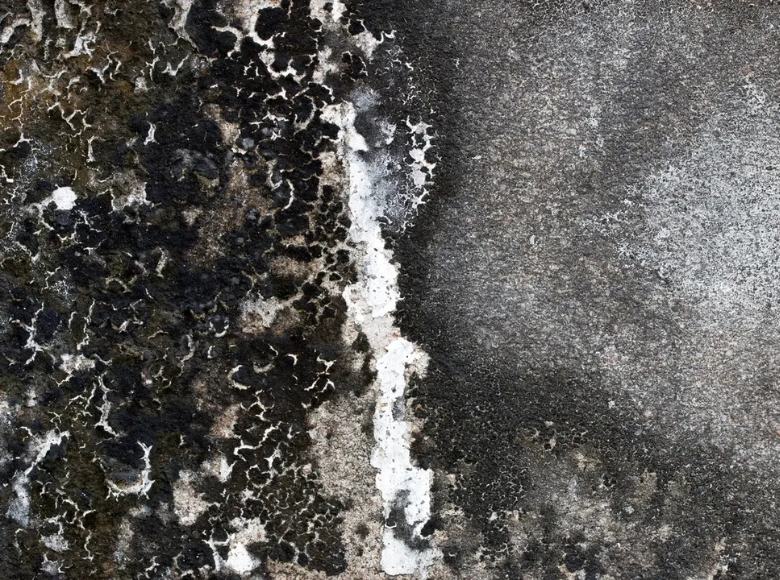Melbourne Inner West mould removal company for homes affected by damp and mould