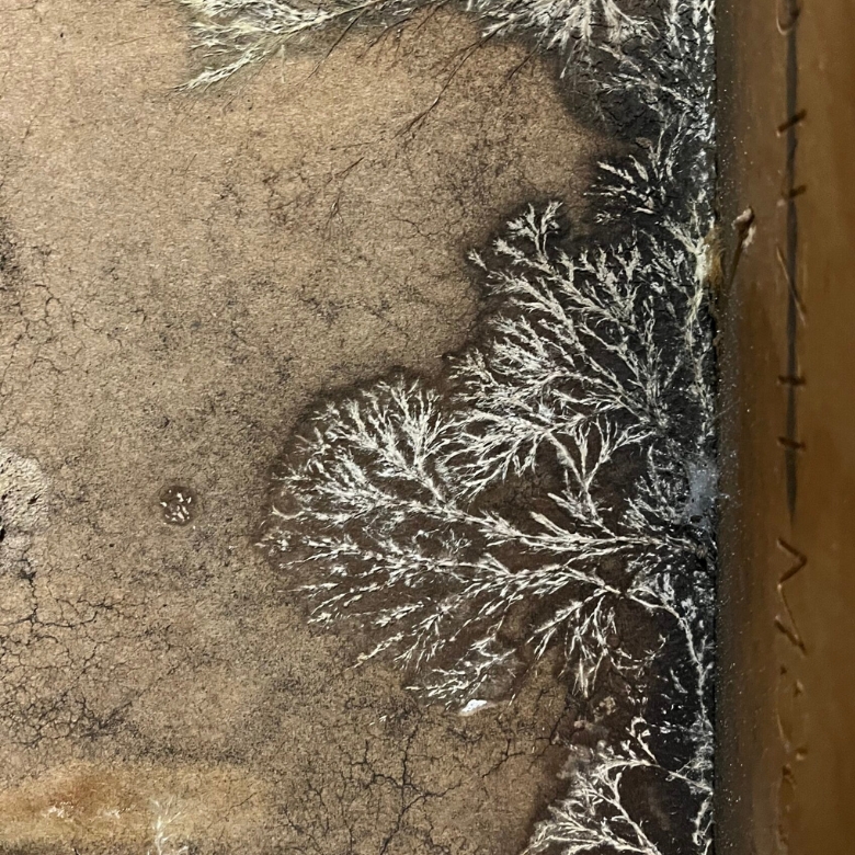 Professional mould removal in Melbourne Inner West for severe mould growth