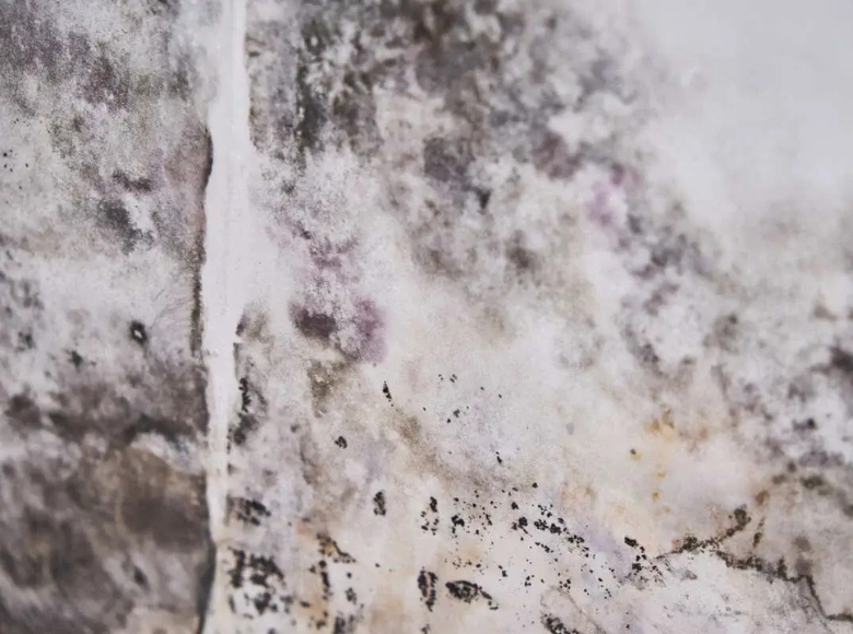 Melbourne Outer East expert mould removal for mould affected walls and surfaces