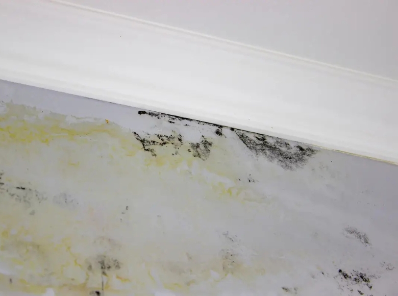 Perth North expert mould removal for damp walls and ceiling mould