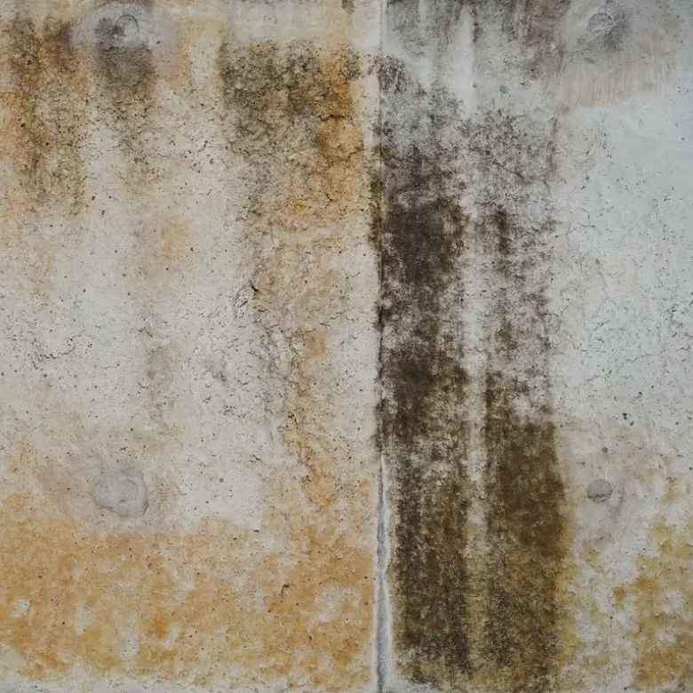 Professional mould removal in Perth North for mould affected walls