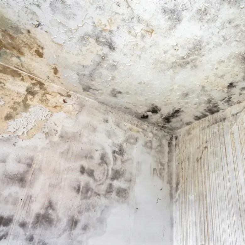 Professional mould removal in Perth South for damp and moisture affected properties