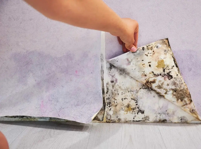 Sydney East Eastern Beaches mould removal services for coastal homes affected by moisture