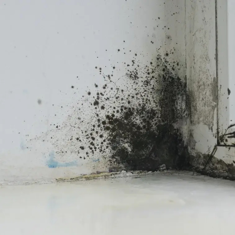 Sydney East Eastern Beaches expert mould removal for wall and surface mould treatment