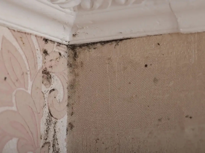 Expert mould removal in Sydney Inner West Hills for mould affected skirting and walls