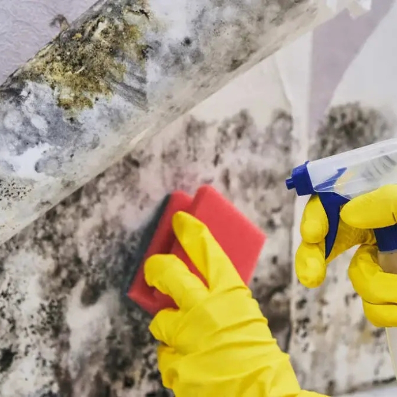 Professional mould removal in Sydney North Northern Beaches for severe mould affected areas