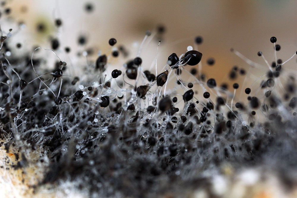Black Mould in Your Home: Identification, Causes & Removal