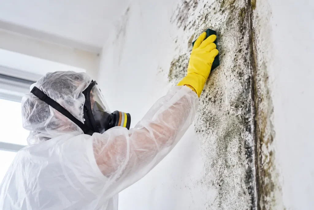 Mould Cleaning vs Mould Remediation: How to Choose the Right Response