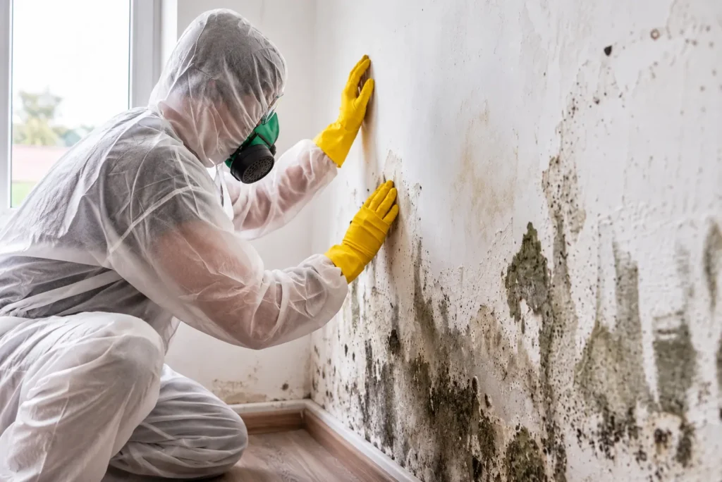 Mould Inspection Melbourne: Investigate Hidden Moisture and Recurring Mould
