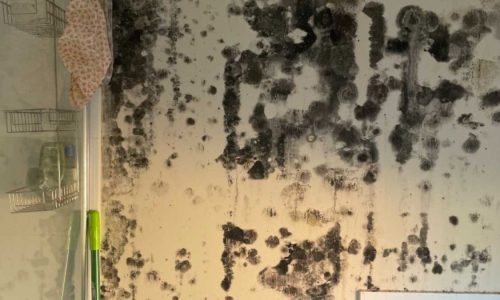 Black mould growth on damaged furniture after water intrusion inside a property