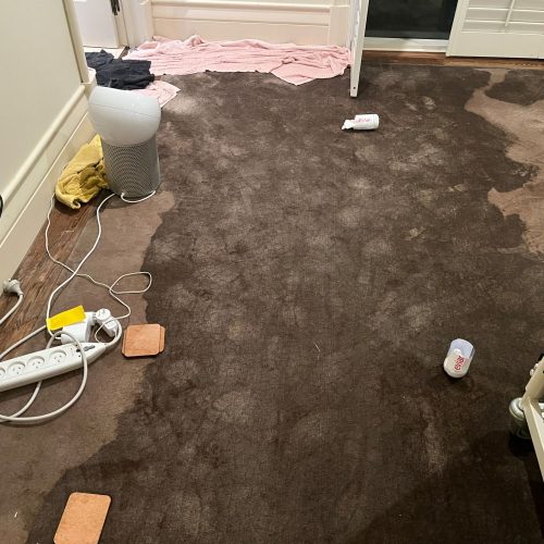 Water damaged carpet before professional drying and restoration