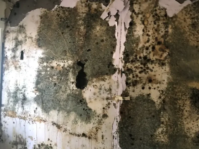 mould-img-03