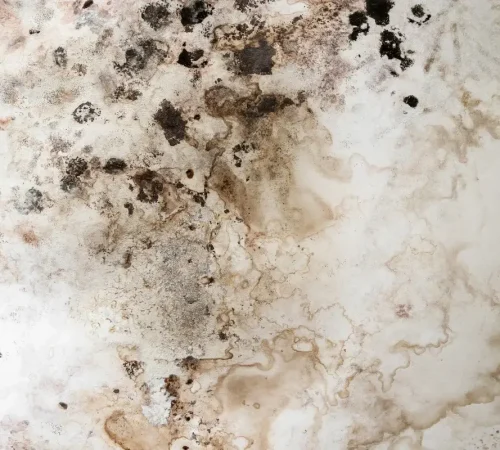 mould-qld-south-02-1